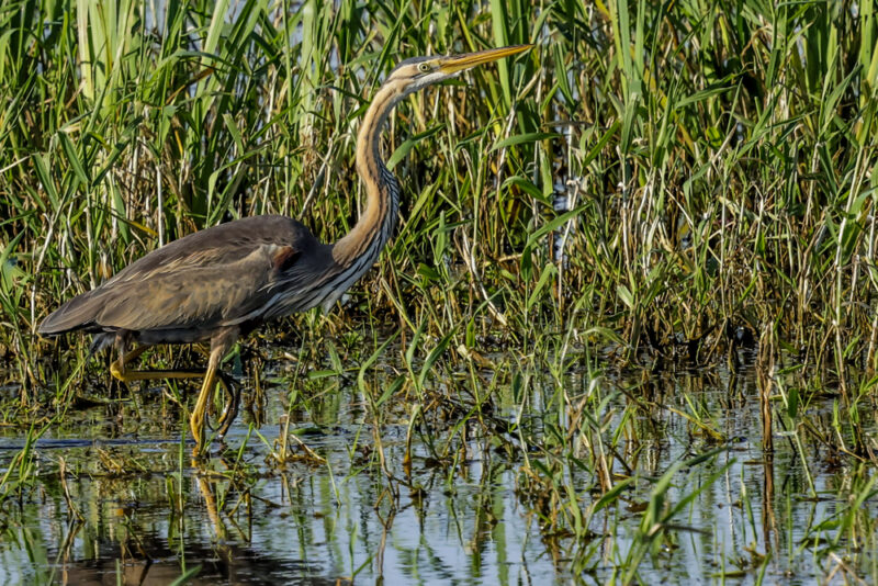 Héron pourpré en Brière